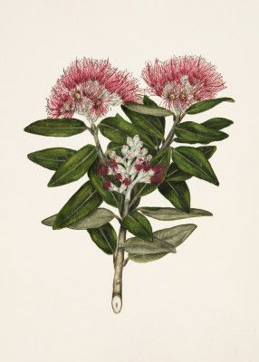 Pohutukawa   Metrosideros Tomentosa Drawn By Sarah Featon (1848–1927)