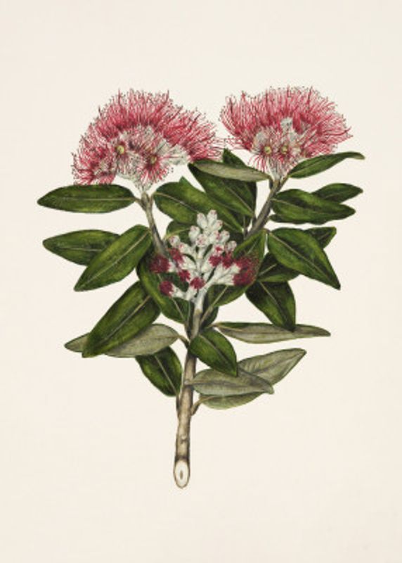 Pohutukawa   Metrosideros Tomentosa Drawn By Sarah Featon (1848–1927)