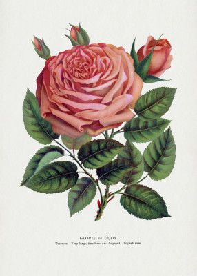 Pink Rose, Glorie De Dijon Lithograph