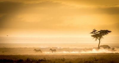 Training, because the lions await.