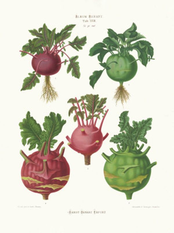 Kohl Rabi, or Turnip Rooted Cabbage From Album Benary (1876 1886) By Ernst Benary