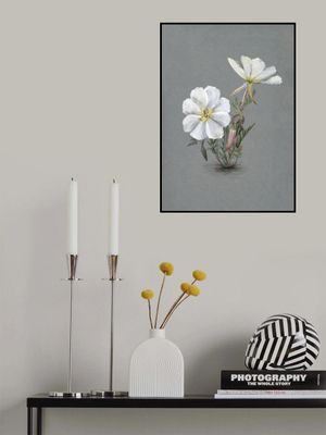 Giant Helleborine (1880)