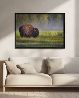 Bison in Morning Light