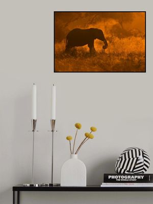 Golden Elephant in Savute