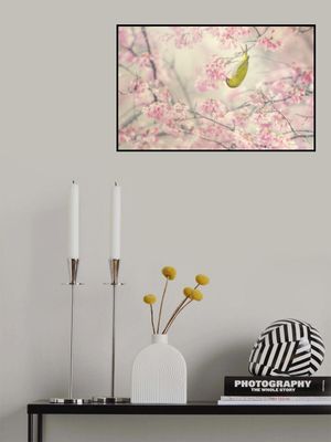 Cherry-blossom color