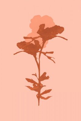 Floral Silhouette 7