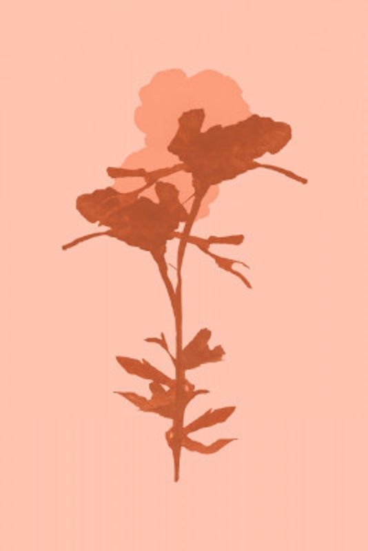 Floral Silhouette 7