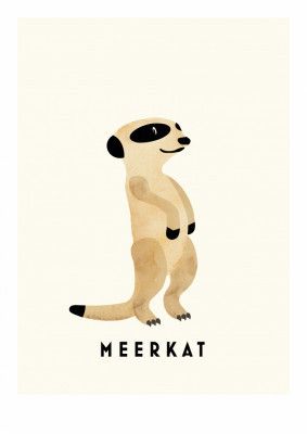 Meerkat