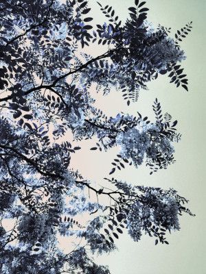 Acacia