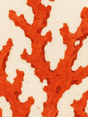 Coral Dreams