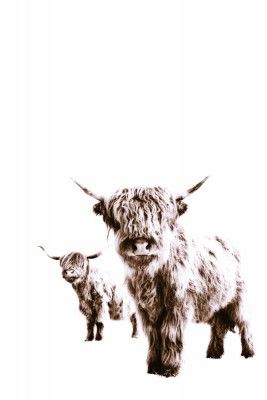 Highland Cows Lulu and Sara Brown