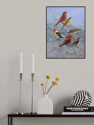 Tanagers By Allan Brooks