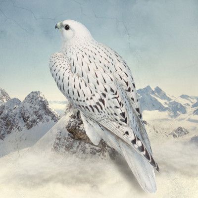 Greenland Falcon - Snowy White