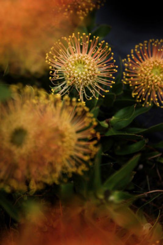 Golden Burst Blossoms