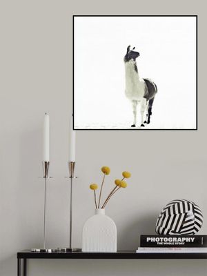 Llama Elegance and Solitude