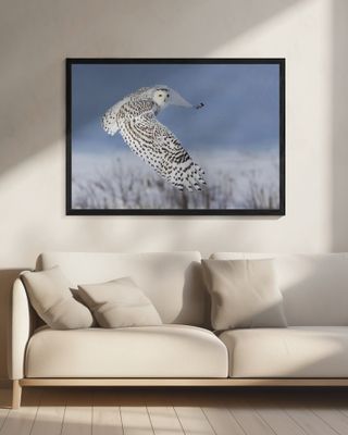 Snowy Owl