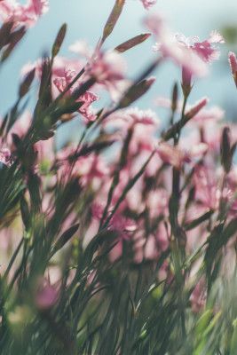 Dreamy Scene of Pink Flowers