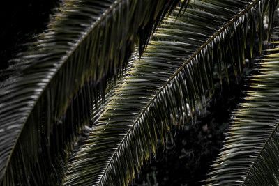 Lush Palm Fronds