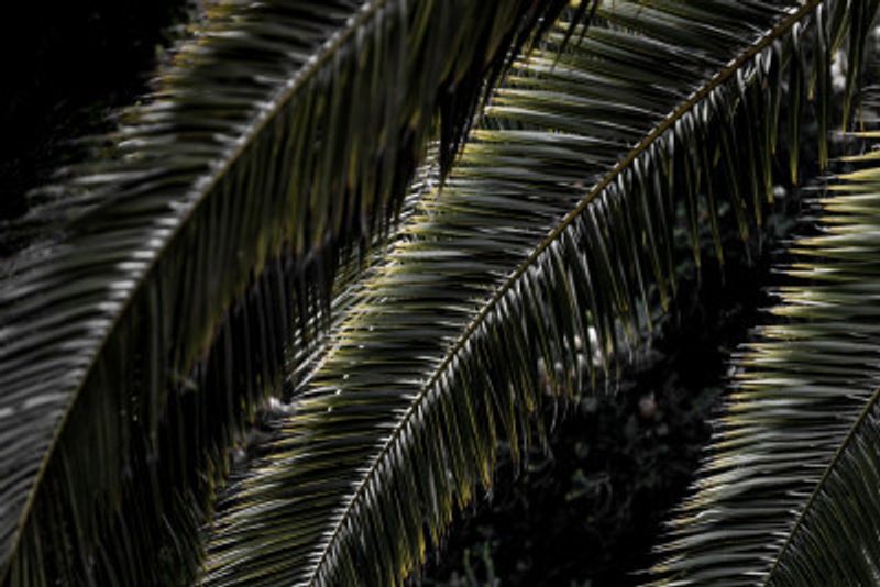 Lush Palm Fronds