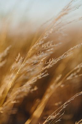 Golden Fields Whisper