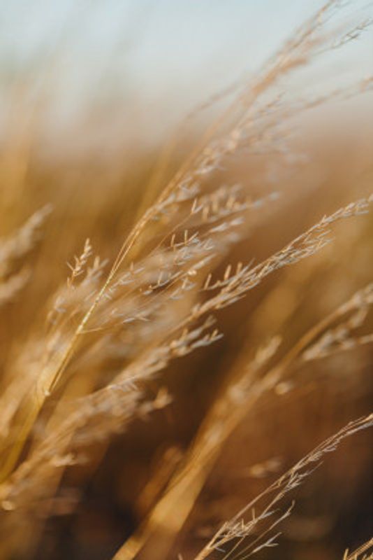 Golden Fields Whisper