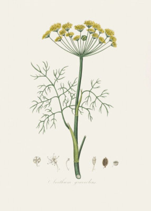 Dill (anethum Graveolens)  Medical Botany