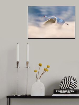 Sandhill Crane Flying in Clouds