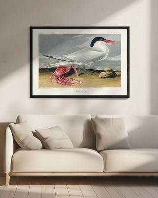 Cayenne Tern From Birds of America (1827)