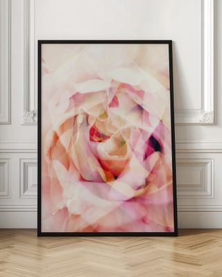 Dreamy Pink Rose