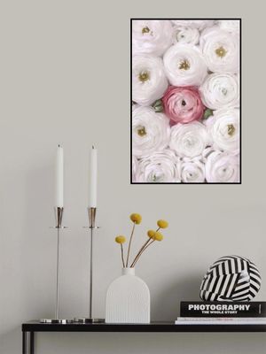 Singular ranunculus in blush