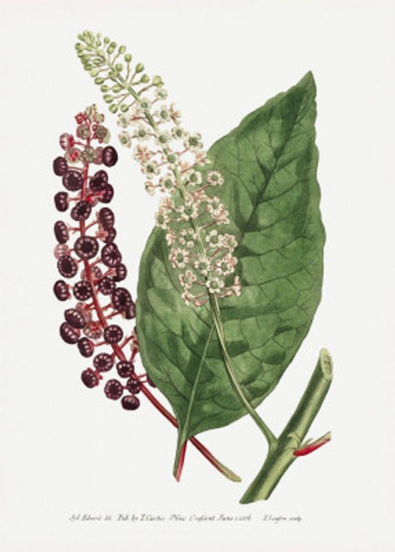 Phytolacca Decandra 1806 Flower Garden Displayed By Francis Sansom