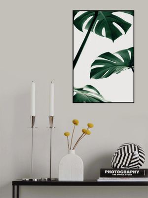 Monstera Natural 13