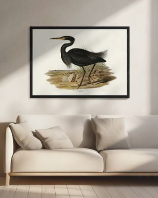 Sombre Egret