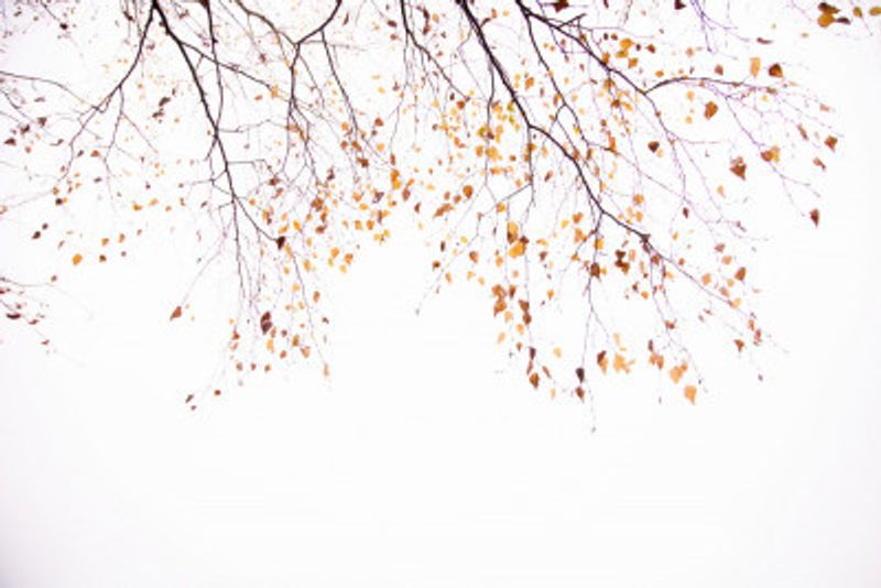 Under the Tree Birch