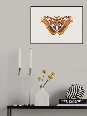 Atlas Moth