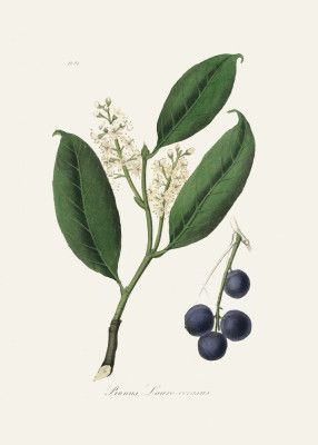 Cherry Laurel (prunus Laurocerasus) Medical Botany