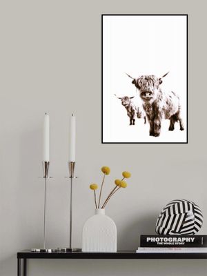 Highland Cows Lulu and Sara Brown