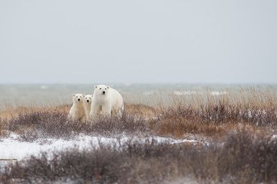 Mother &amp; cubs at the seaside