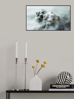 Shells in Ocean Mist