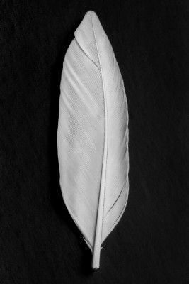 Feather_008