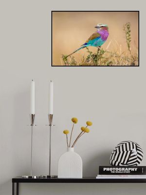 God's gift to the sky.