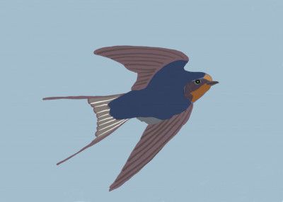 Starling bluebird