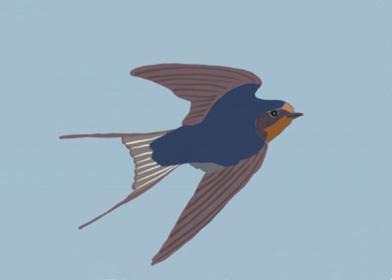 Starling bluebird