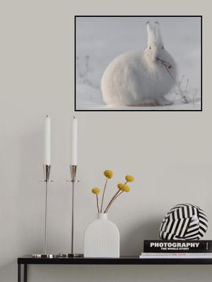 wild arctic hare