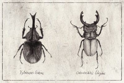 Xylotrupes Gideon Odontolabis Elegans