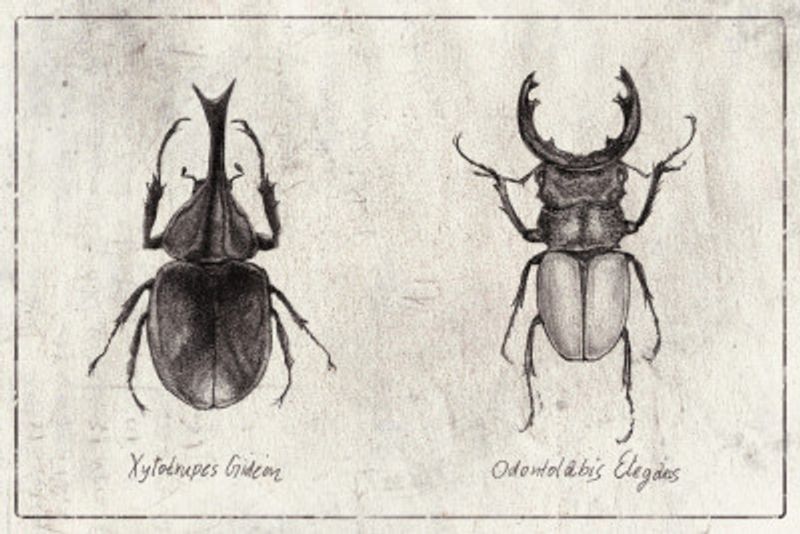 Xylotrupes Gideon Odontolabis Elegans