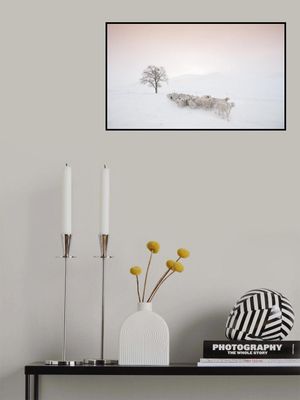 Flock looking for food