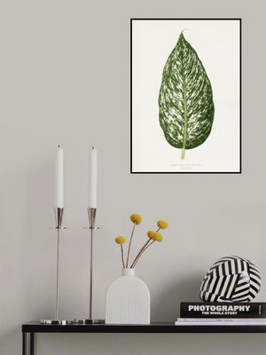 Dieffenbachia Seguina Leaf Illustration