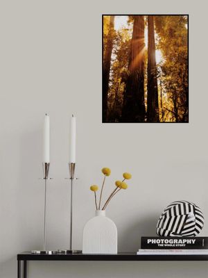 Redwood Forest Sunbeams IV