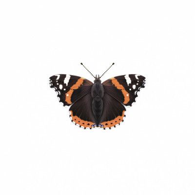 Red Admiral